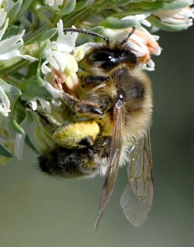 Andrena sp.